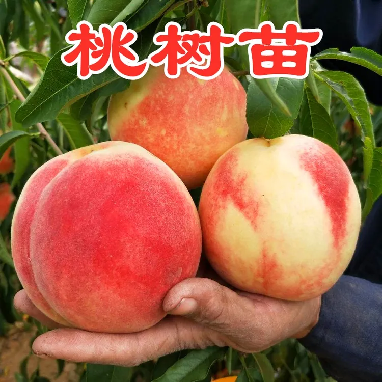 嫁接桃树苗南北方种植当年结果盆栽地栽早熟晚熟冬桃黄桃油桃果苗