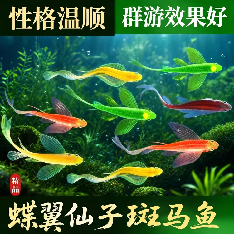 蝶翼斑马鱼长尾长鳍大帆翡翠绿观赏鱼龙凤热带小型淡水鱼米奇玛丽