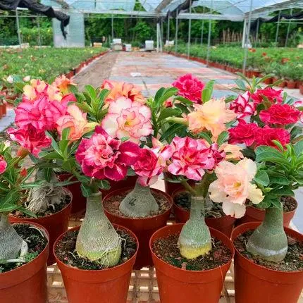 沙漠玫瑰盆栽重瓣四季开花好养老桩室内多色阳台花卉绿植盆景多肉