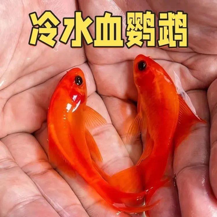 冷水鹦鹉观赏鱼血红葡萄好养耐活易照料金鱼黑眼淡水鱼耐寒冷水鱼