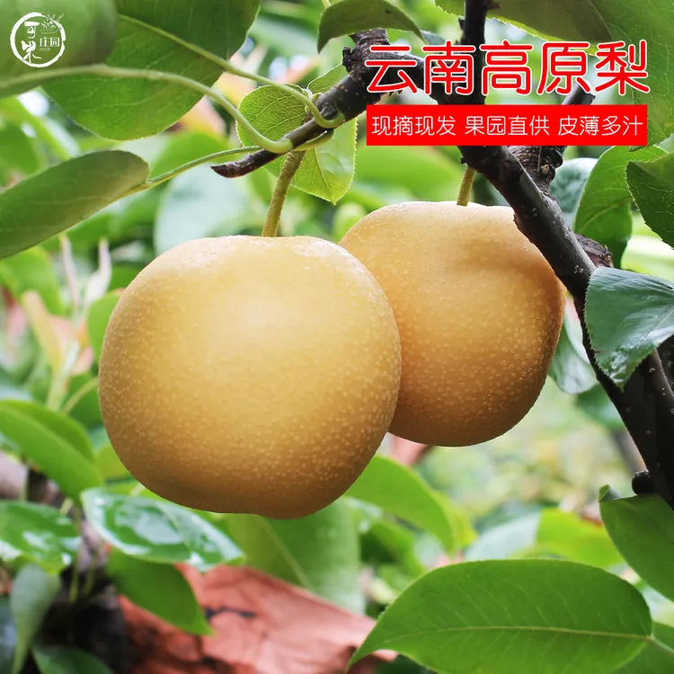 可米庄园云南高原梨黄皮梨酥脆多汁秋月圆黄花梨子丰水新鲜水果