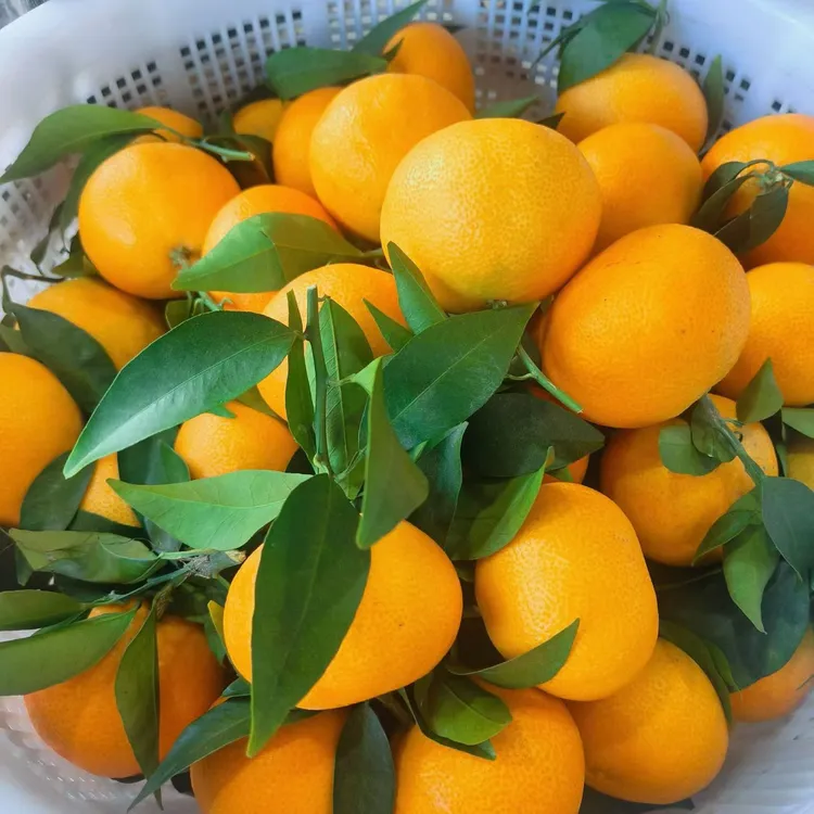 自家种植红美人果冻橙皮薄多汁新鲜当季水果