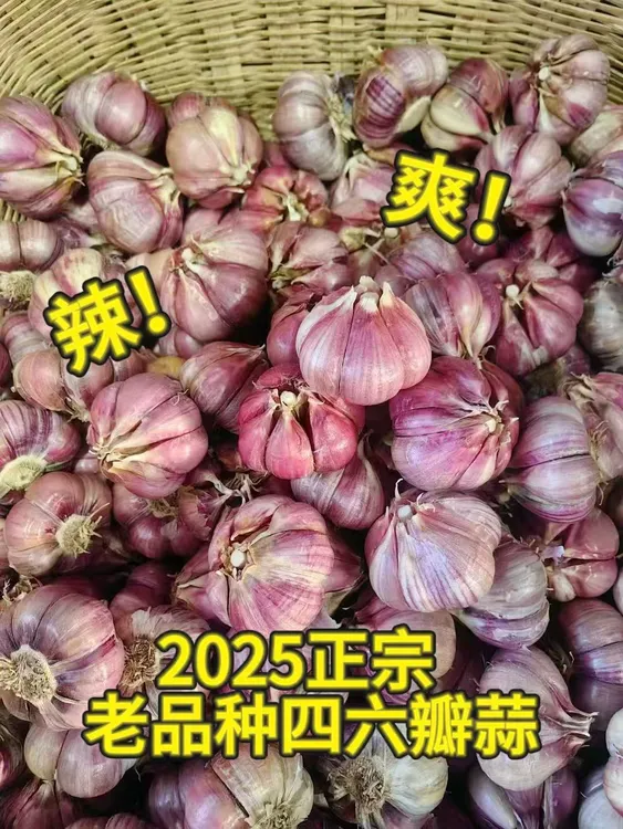 2025正宗四六瓣蒜香辣多汁适合炒菜泡蒜紫皮大蒜头