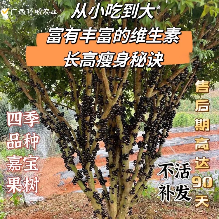 有带花发货树葡萄有带花嘉宝果树苗正宗树葡萄苗果树四季艾斯卡沙