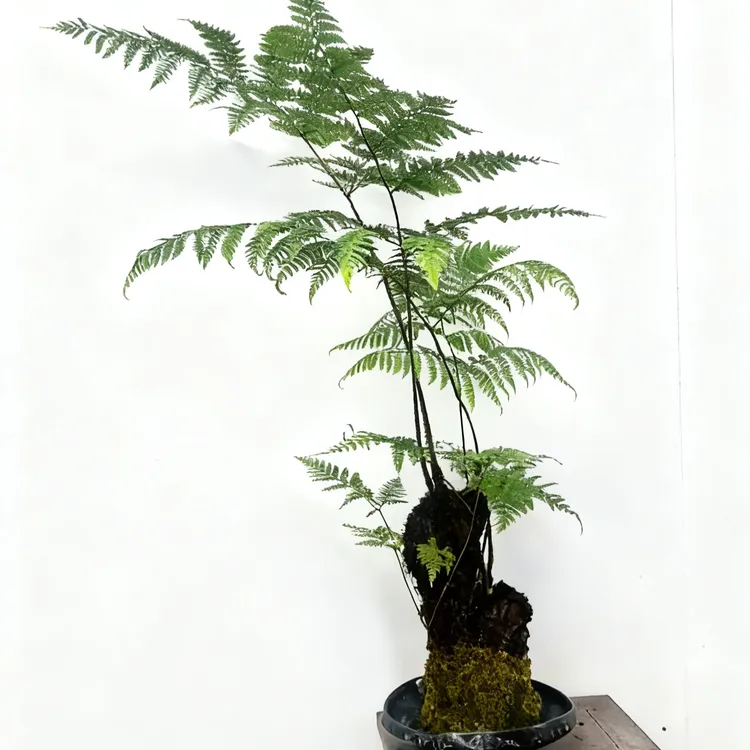 【一物一拍】金丝虹鳞蕨室内水培绿植水培植物绿植盆栽（不含盆）