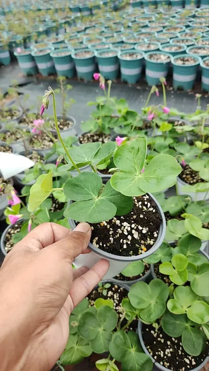 酢浆草盆栽 12公分盆 2025年，第一批早花品种