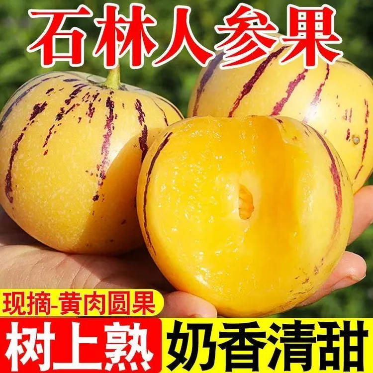 【人参果合作社】云南石林人参果新鲜现摘树上自然熟圆果甘甜多汁商品图