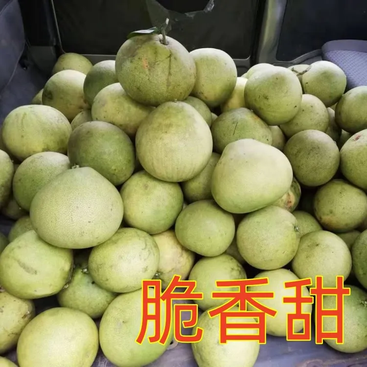 薄皮四川苍溪脆香甜白色柚子脆甜多汁新鲜应季水果