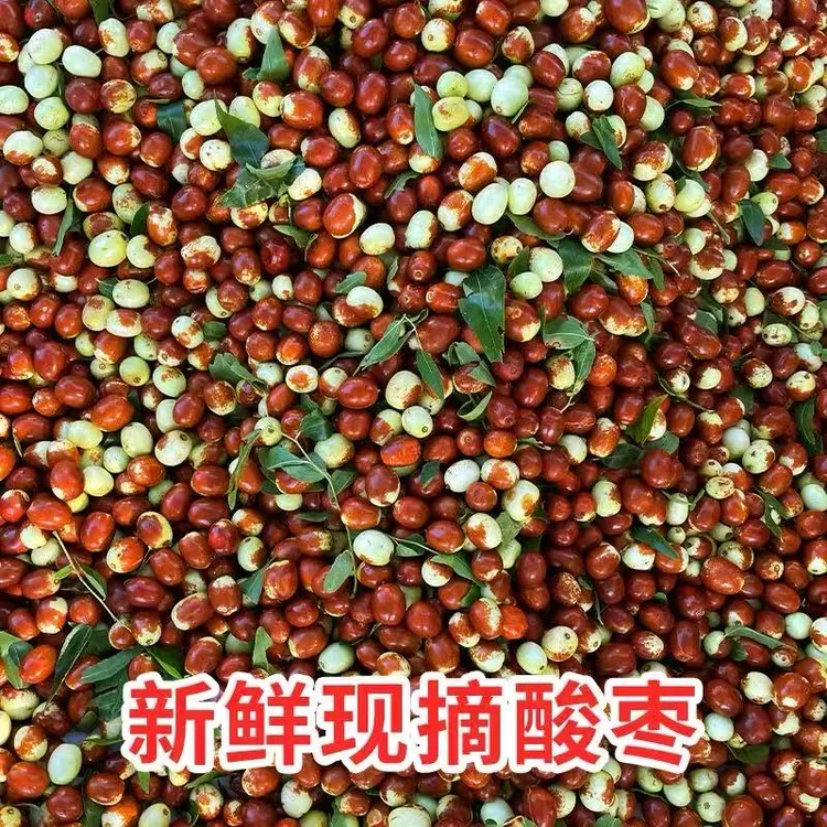 新鲜小酸枣山东农家现摘山枣子孕妇酸甜水果