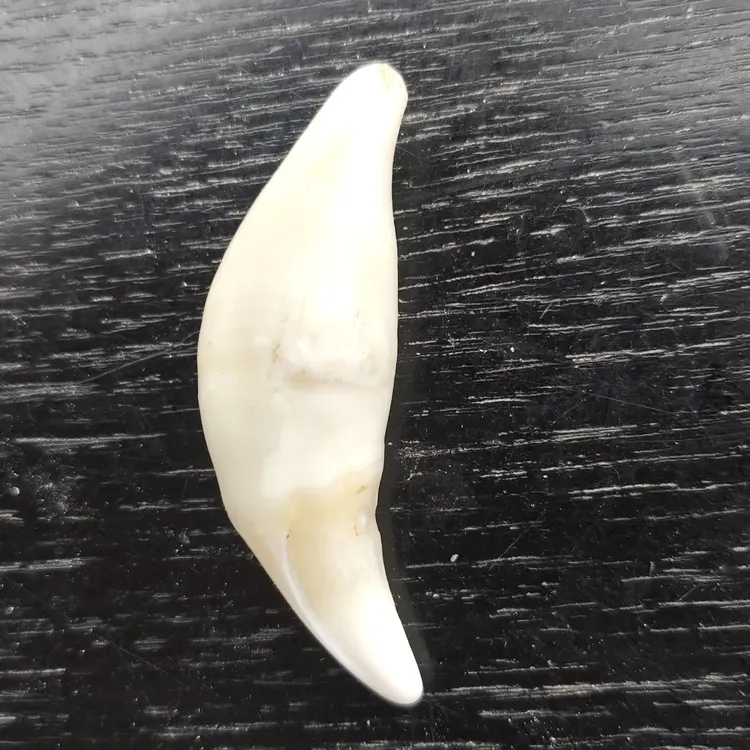 藏獒牙，5.75公分，年龄不低于5年，成年藏獒公齿