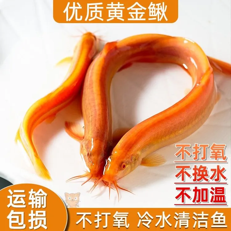 黄金泥鳅清洁鱼观赏鱼耐活好养冷水淡水工具鱼饲料耐活好养