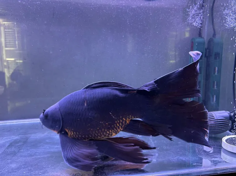 精选墨蝶冷水观赏鱼大鳍大尾好养耐活鱼苗