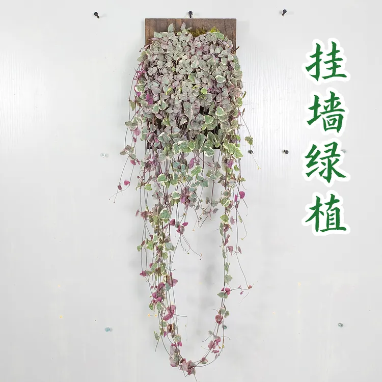 爱之蔓锦吊兰百万心垂吊悬挂吊花壁挂墙绿植好养阳台苔藓盆栽花卉