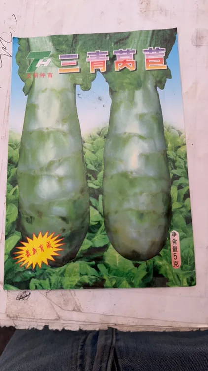 肉深翠绿，中晚熟，有香味，口感好
