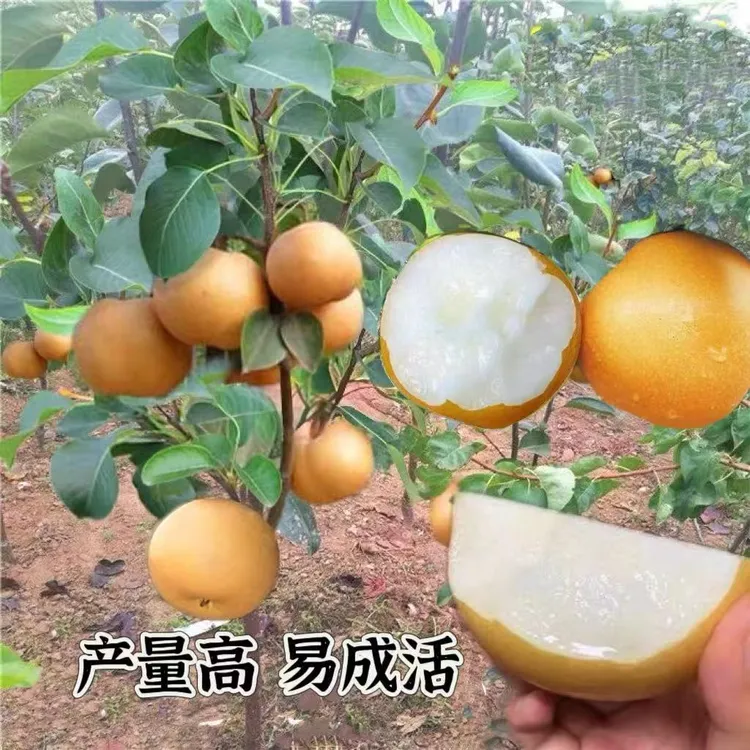 梨树苗南北方可盆栽地栽果树苗