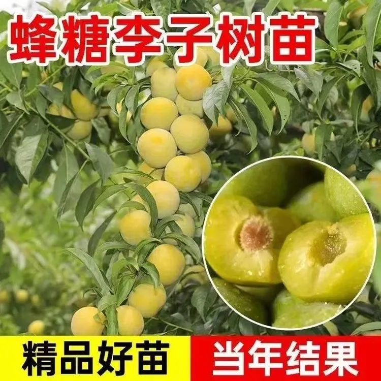 蜂糖李树苗嫁接新品种特大南方北方盆栽地栽庭院花园农田种植