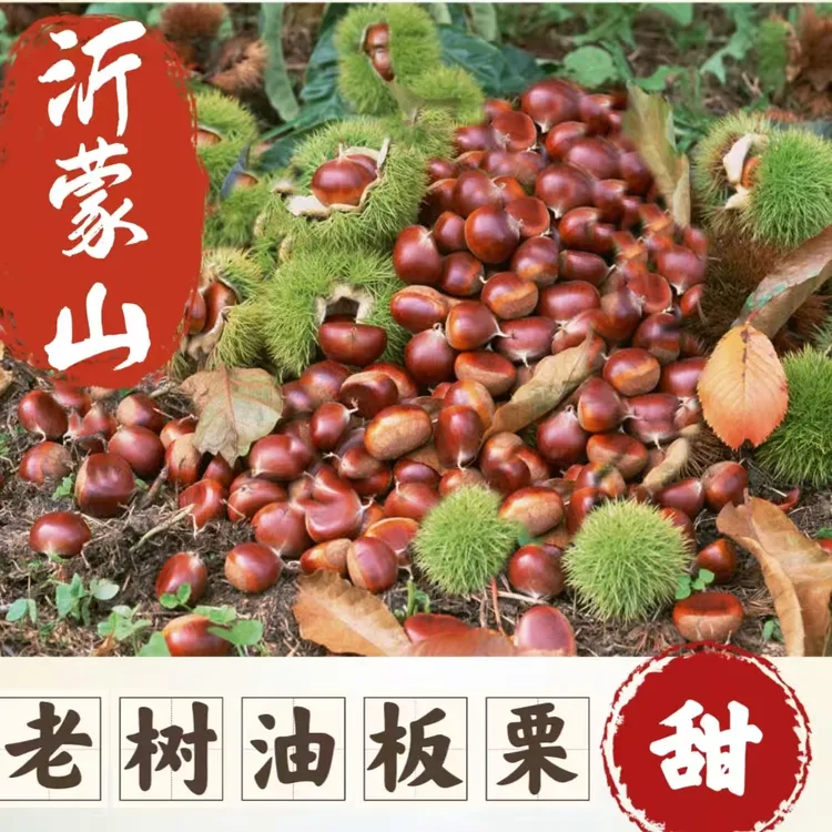 新鲜板栗沂蒙山老树栗子即食生栗子带壳野生油板栗自然成熟新货