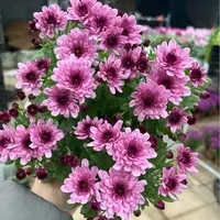 精品粉丹特小菊营养土到手一盆