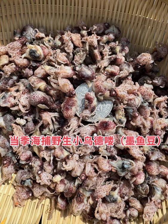 山东威海当季海捕野生小乌德喽（4成干左右）冷冻保存