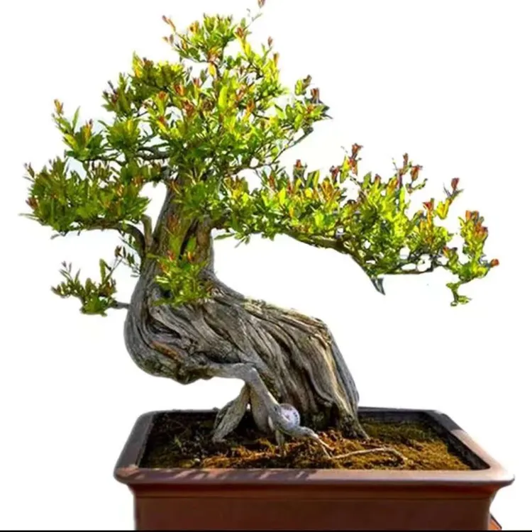 石榴老桩盆景适合庭院室内外阳台栽种观赏的绿植景观树