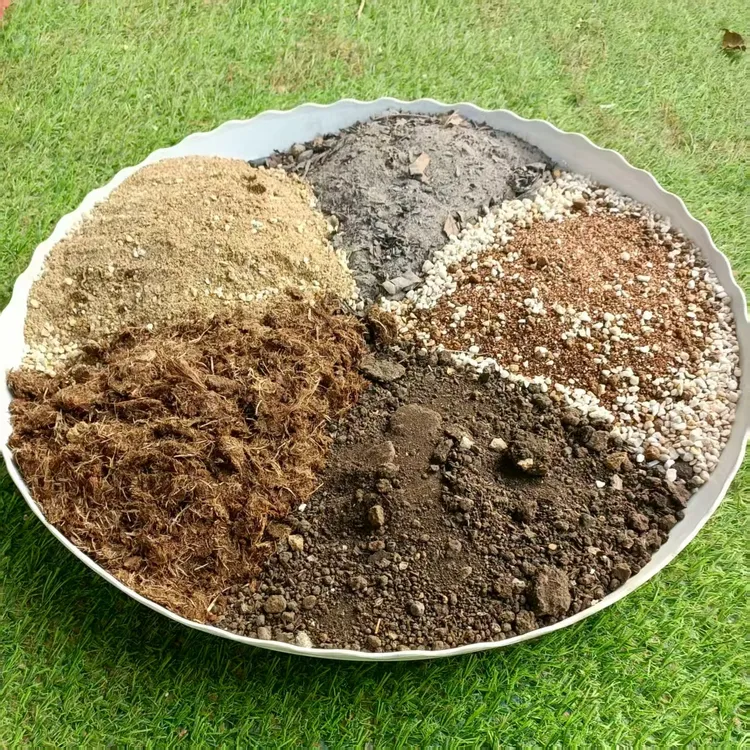 蜡梅土壤 不闷根不烂根促生根蜡梅面沙土 配比底土 蜡梅专用土壤