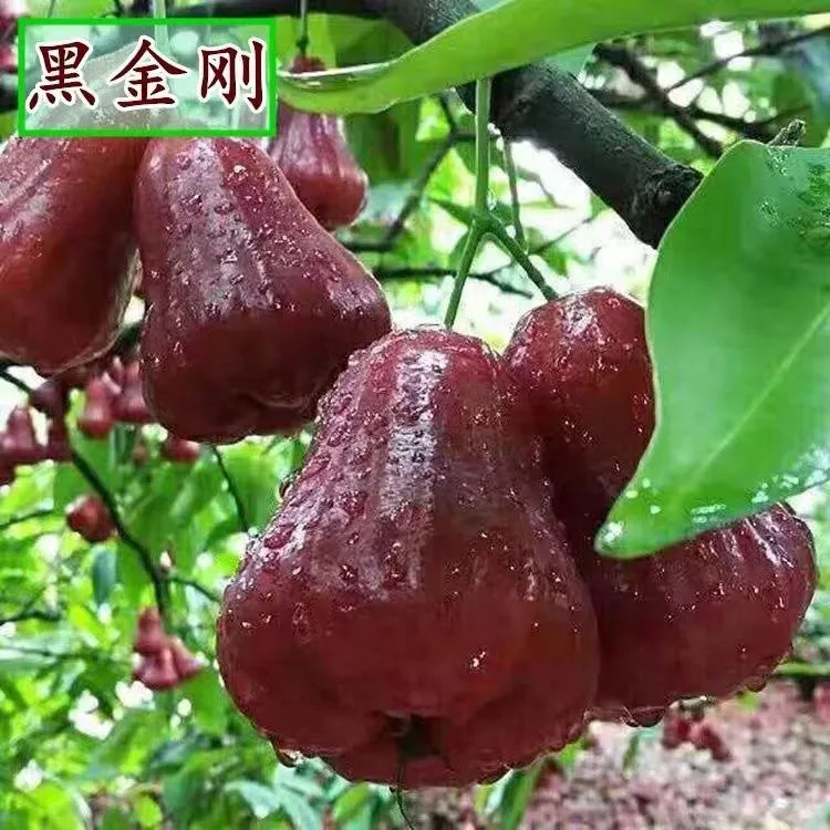 莲雾苗莲雾树苗黑金刚莲雾苗黑糖芭比莲雾苗大叶红莲雾苗庭院种植