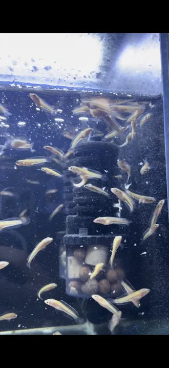 耐活好养网红黄金眼睛蛇雷龙