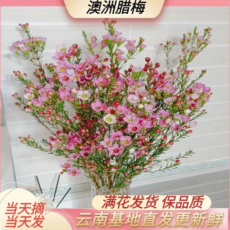 【澳洲腊梅】真A品质 水培鲜花年宵花真花鲜枝云南基地鲜花直发包邮