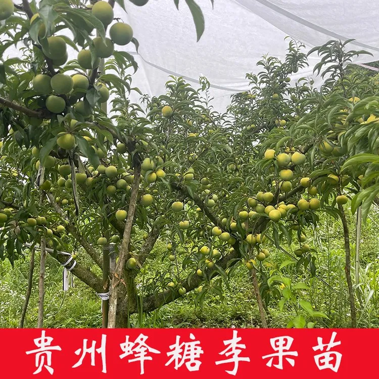 母树蜂糖李正宗原产地贵州六马蜂糖李树苗产地直发现挖现