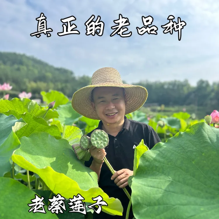 正宗老品种莲子特级无硫野生新鲜水果莲子磨皮去心白莲子红莲干货