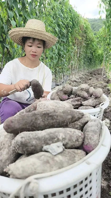 赣南农家现挖现发新鲜紫山药