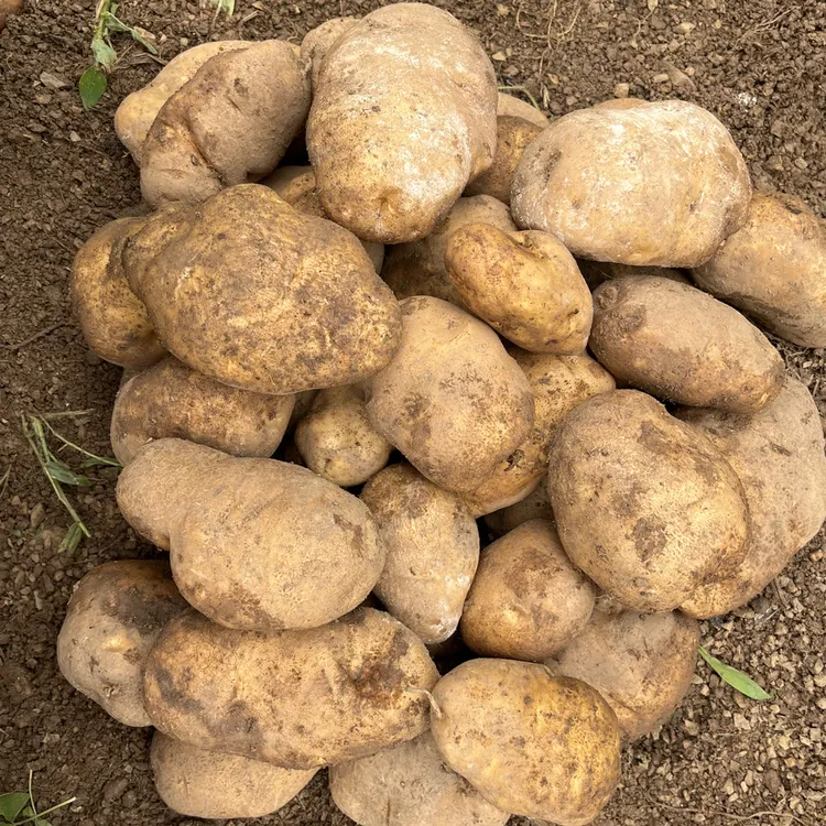 贵州财神老品种黄皮黄心米拉洋芋