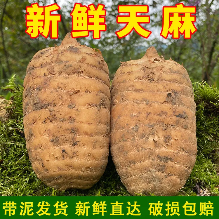 正宗新鲜云南昭通小草坝乌天麻现货现发自产自销品质保障