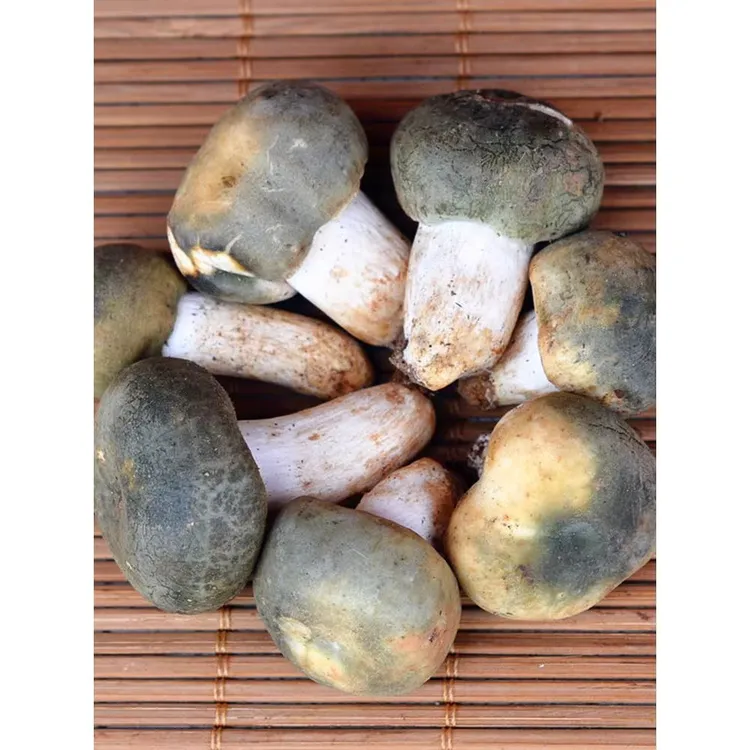 现采新鲜野生青头菌小菇云南大理土特产品食用菌蘑菇顺丰