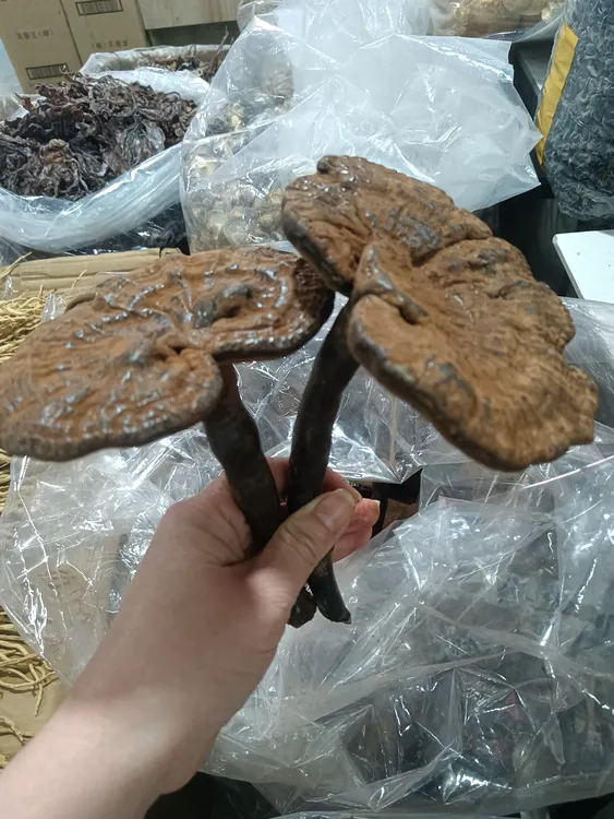 灵芝野生正品广宁深山不苦，好香的孢子粉灵芝煲汤泡酒泡茶