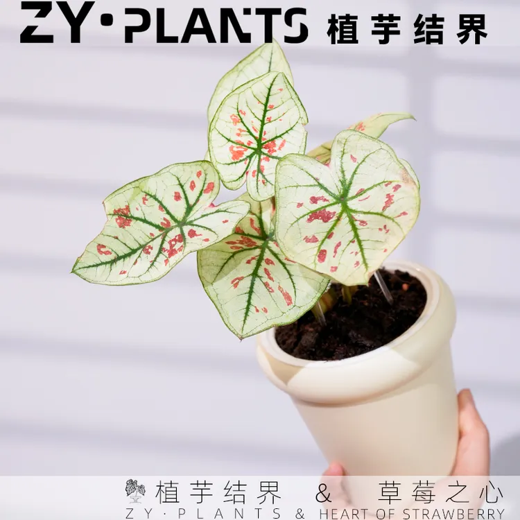 「植芋结界」草莓之心彩叶芋茹雪带盆INS风桌面观叶耐热植物盆栽