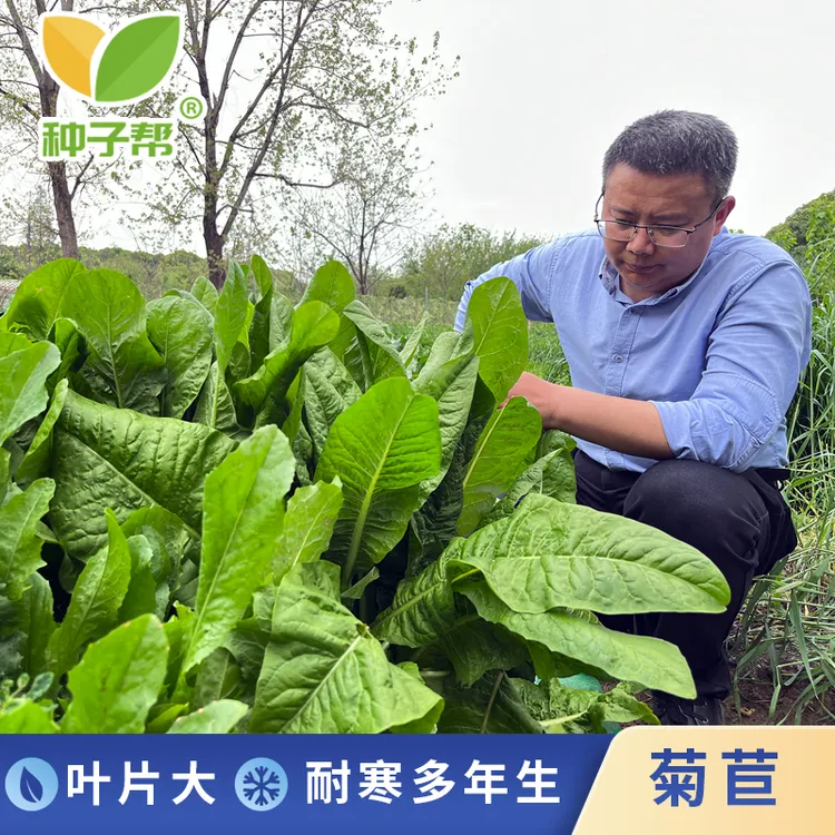 菊苣种子多年生阔叶菜四季牧草均衡营养耐寒抗旱养鸡牧草种子