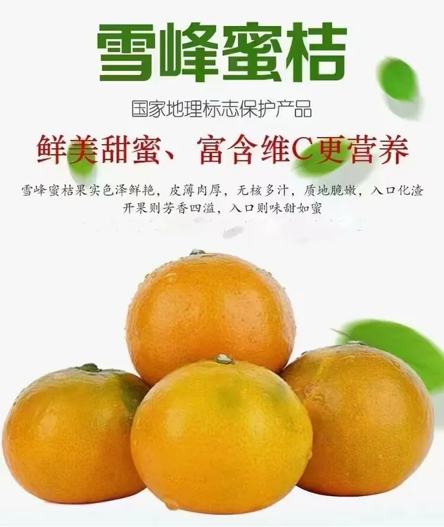 雪峰山下蜜橘之乡（雪峰蜜橘)