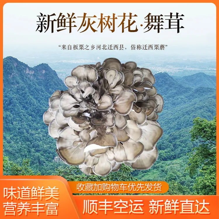 新鲜灰树花舞茸菌菇爽滑脆嫩煲汤火锅食材迁西栗蘑板栗菇顺丰包邮