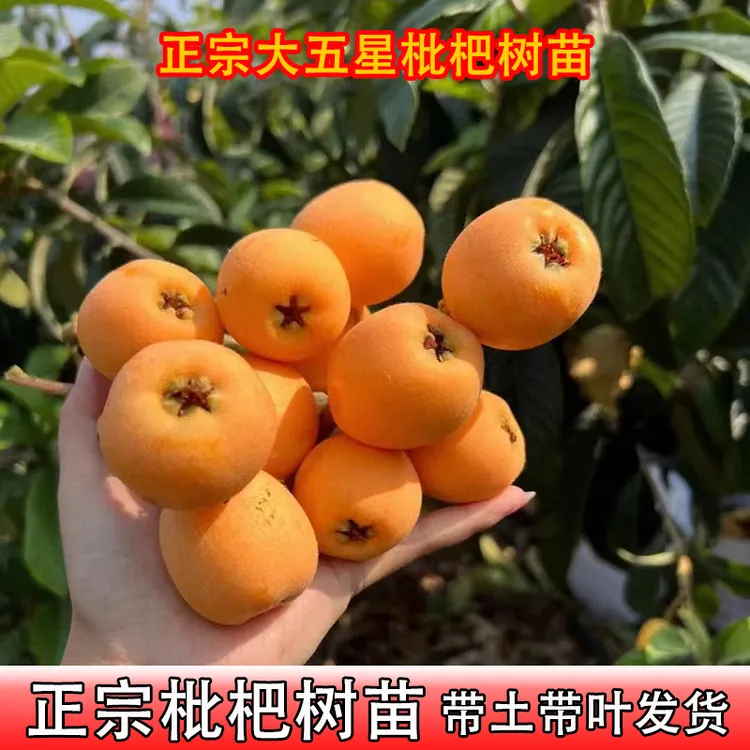 大果枇杷树苗带土带叶发货嫁接大五星枇杷苗南方果树庭院盆栽阳台