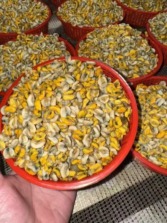 来福特大甄选手拍薄壳米海瓜子经典潮汕美食海鲜半斤/份顺丰发货