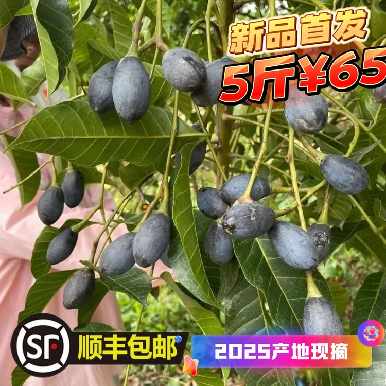 广西2025新鲜采摘黑榄黑橄榄乌橄榄油榄角农家特产可配粥