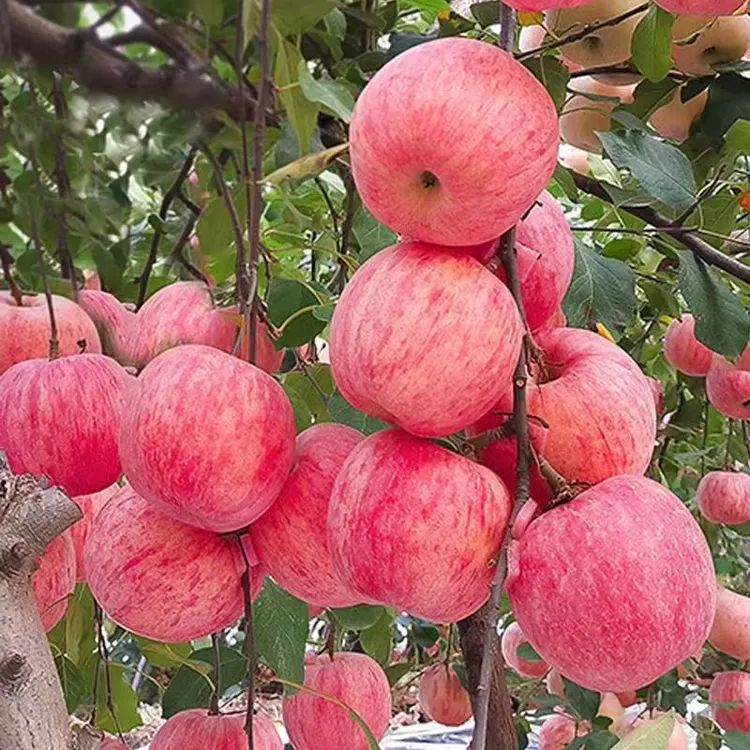【多品种嫁接苹果树苗】南北方种植盆栽地载现挖现发基地直发