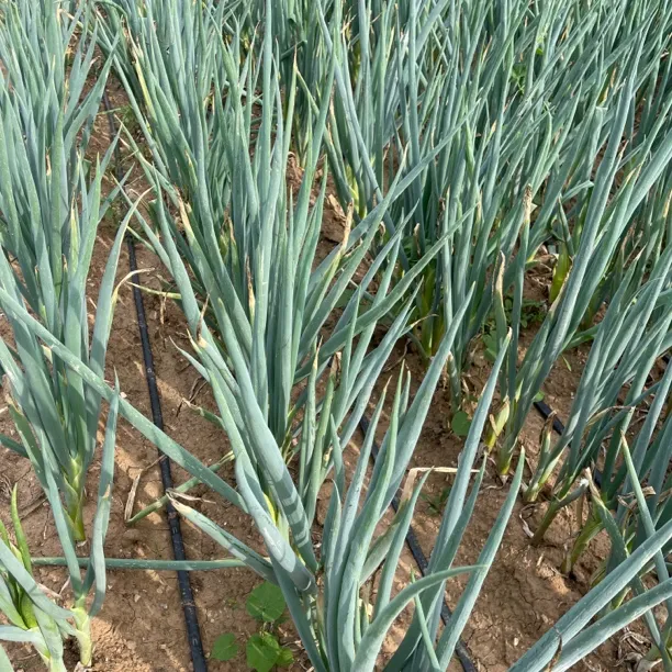 纯农家肥种植不打药农家大葱3斤