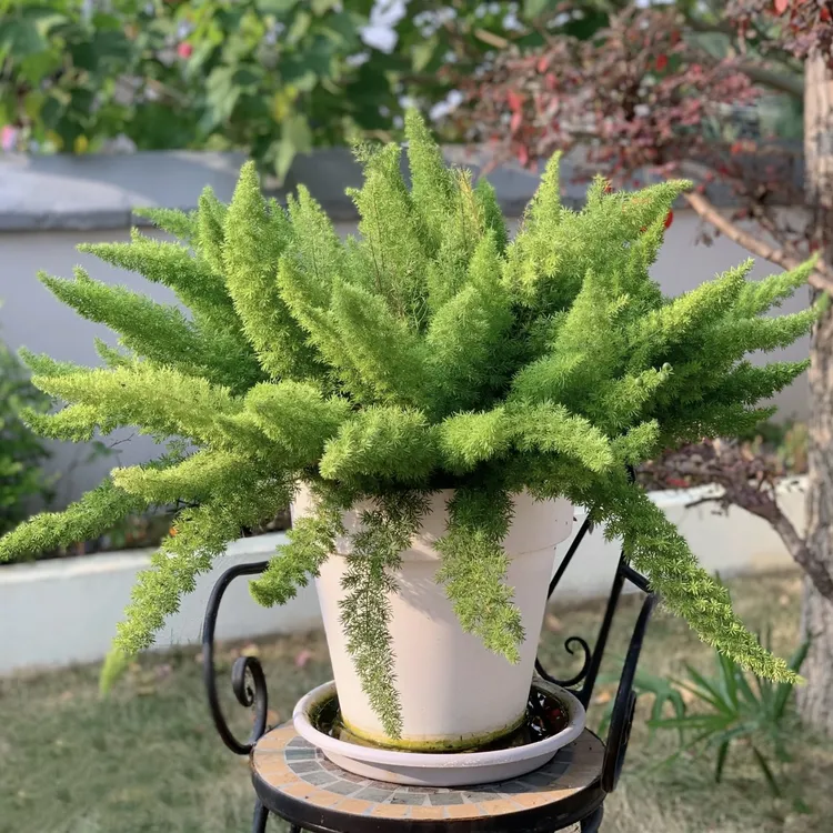 狐尾天门冬绿植盆栽多年生四季常青庭院阳台花境植物美观