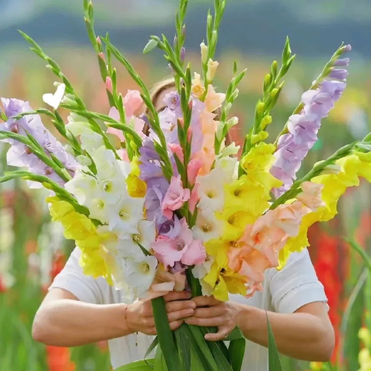 花自开唐菖蒲剑兰种球喜阳花园露台多年生花境草本球根花卉