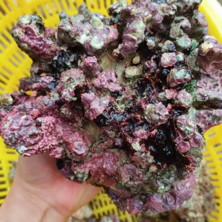 海缸天然活石高钙活石珊瑚紫色深海活石【已爆藻】海水石顺丰包邮