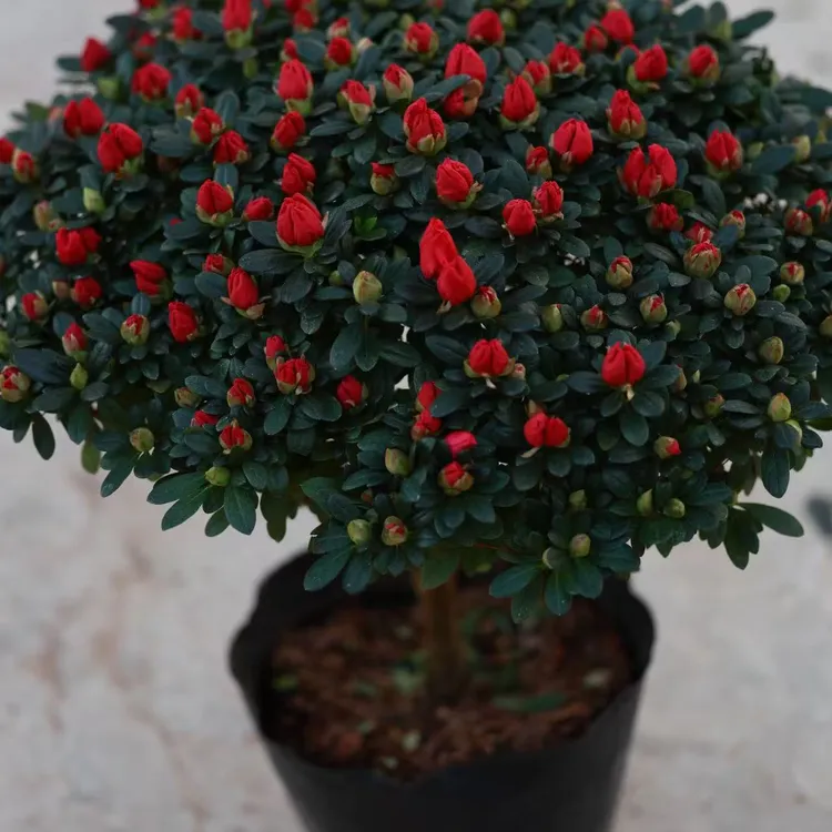 四季易开好养活带花苞杜鹃花盆栽室内外花卉绿植