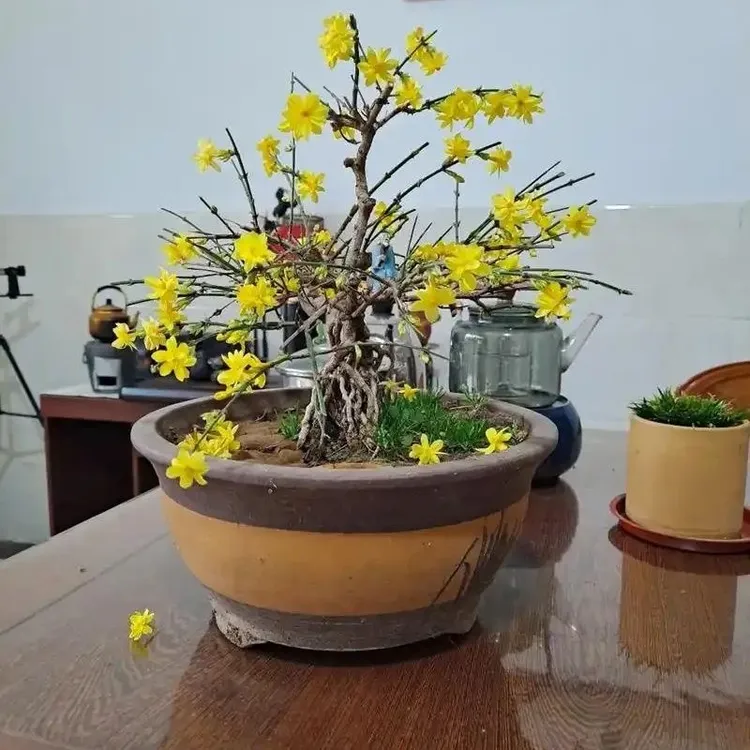 正品三台迎春扦插苗带盆发货