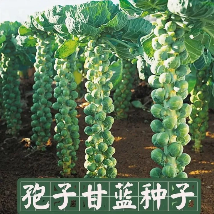 【孢子甘蓝种子】一年四季孢子甘蓝甜脆小包菜卷心菜包心菜种懒人